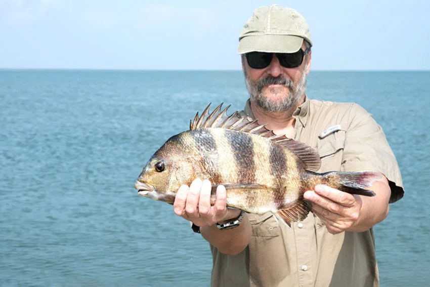 View of a proud angler wearing sunglasses, holding a freshly caught Sheepshead with both hands.