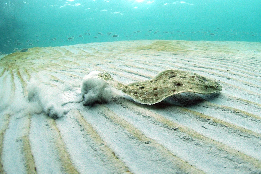 Southern Flounder swim along the sandy bottom in the shallow waters of the bay.