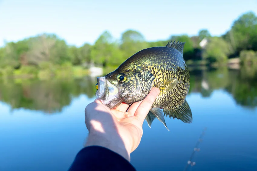 Crappie Season in Florida: Rules, Tips, and Best Times.