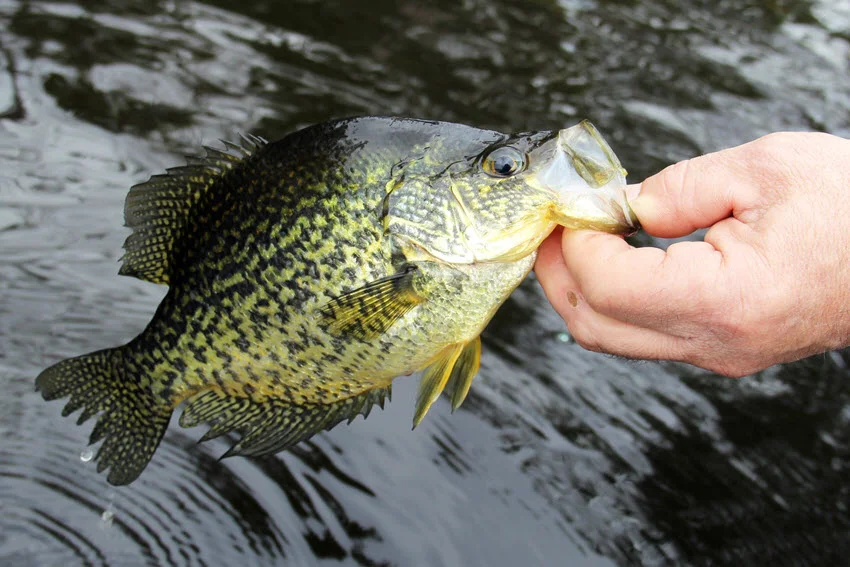 Crappie held near the water after being caught in a Florida freshwater lake, showing its speckled markings and classic panfish shape.