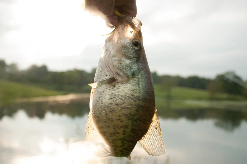 Crappie hanging from a fishing line above open lake water, showing a typical freshwater catch from a boat or shoreline setup.