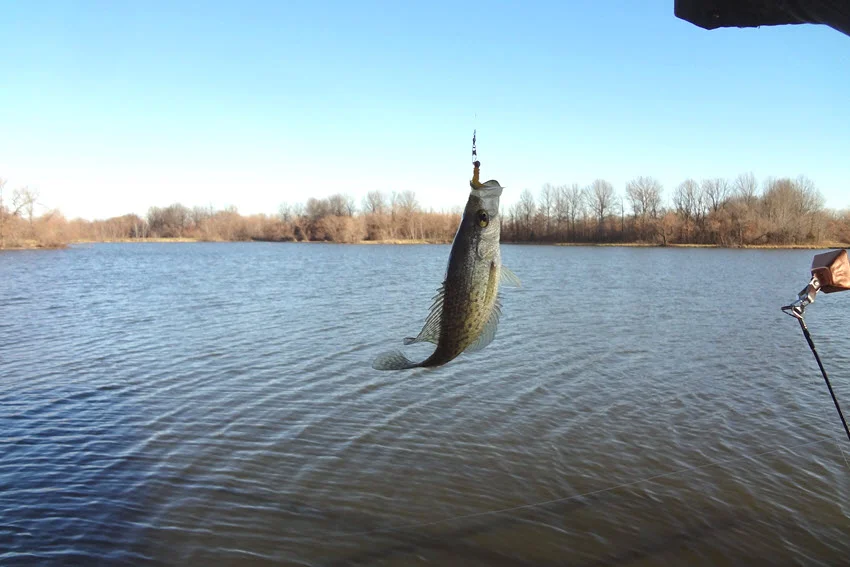 Crappie hanging from a fishing line above open lake water, showing a typical freshwater catch from a boat or shoreline setup.