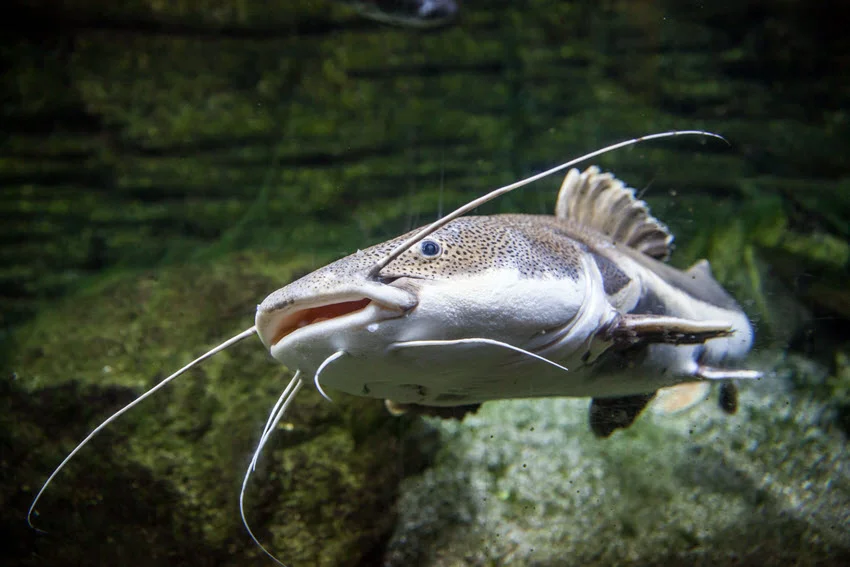 Close-up view of a Catfish swimming next to rocks, showcasing its distinctive features and texture.