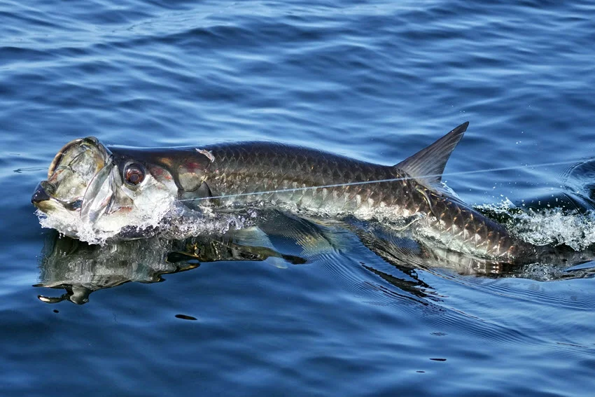 Close-up shot of a large Tarpon at the water's surface, caught on a nylon line, with its shimmering scales reflecting the sunlight.