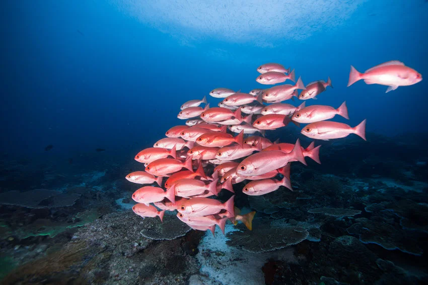Close-up shot of an astonishing group of Red Snappers swimming near the rocky bottom, showcasing their vibrant colors and dynamic movement in the water.