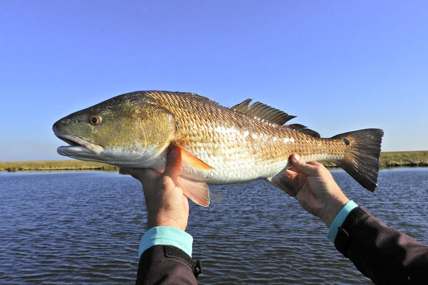 Angler holds Redfish in both hands, above the water, with marshlands in the background.