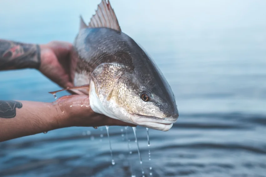 An angler holds a Redfish dripping with water above the coastal flats of Northeast Florida.