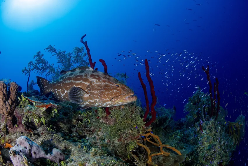 A Black Grouper swims above a colorful coral reef in clear blue water.