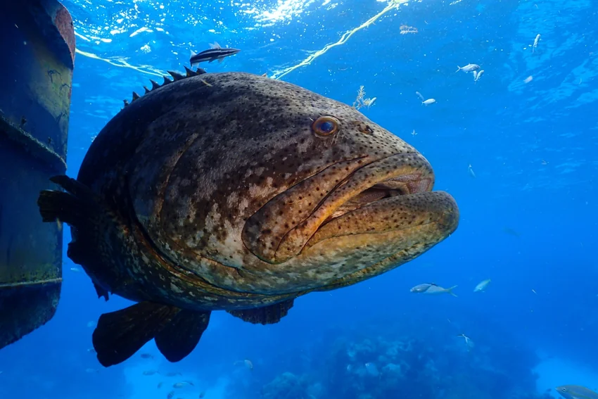 A close-up view shows a Goliath Grouper swimming above a coral reef in the Florida Keys.