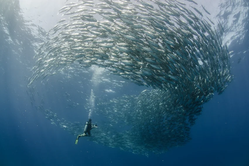 A dense school of fish moving through clear blue water near the surface in a dramatic underwater formation.