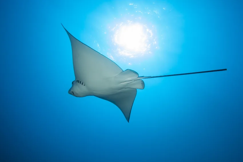 A Spotted Eagle Ray glides through clear blue water with its white-spotted back visible.