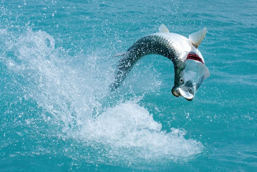 A Tarpon leaps from clear coastal water in the Florida Keys, sending spray into the air.