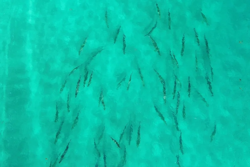 An aerial view shows a large school of Tarpon moving through clear shallow water.