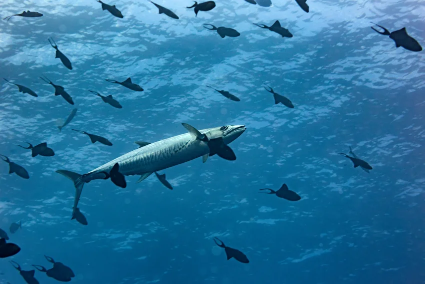An underwater view shows a Wahoo swimming through blue water above a reef alongside smaller fish.