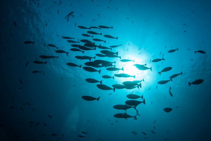 A view from below the surface of the water, showing a school of Unicorn Fish swimming above a colorful coral reef, with sunlight streaming through the clear water.