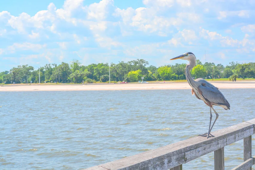 Side view of majestic Great Blue Heron standing on Jim Simpson Sr. Fishing Pier in Harrison County, Gulfport, Mississippi.