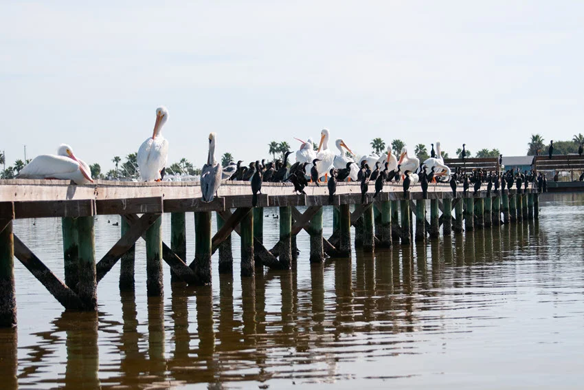 A long dock in Rockport, Texas, filled with perched pelicans and cormorants. The birds line the dock, creating a lively and natural scene, with calm waters and a peaceful coastal background.