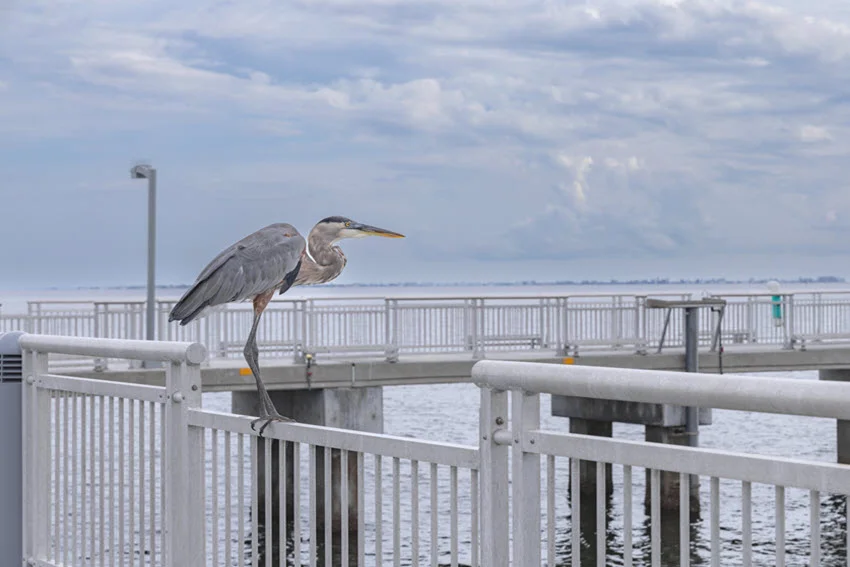 A crane perched on the railing of a fishing pier in Florida, overlooking calm waters with a peaceful coastal backdrop and open sky.