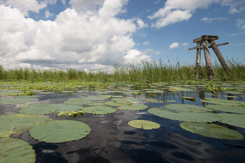 A shot of Lake Okeechobee, its water covered with plants and grass, with a clear blue sky above.