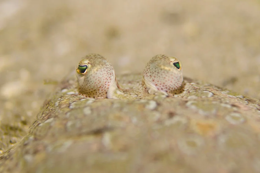 Close-up underwater shot of a Peacock Flounder buried in the sand with both eyes visible above the bottom, showing the natural camouflage this flatfish uses to ambush prey.