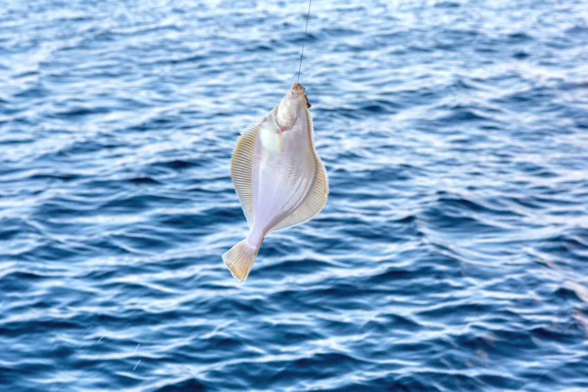 Flounder hanging from a fishing line above blue open water during a Florida fishing trip, showing the flat body shape and pale underside of this popular saltwater catch.