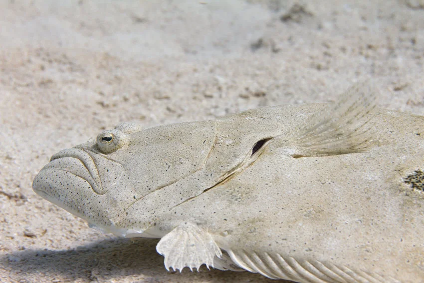 Underwater shot of a Gulf Flounder resting on a sandy bottom in the Florida Keys, blending into the seafloor with natural camouflage in shallow coastal water.