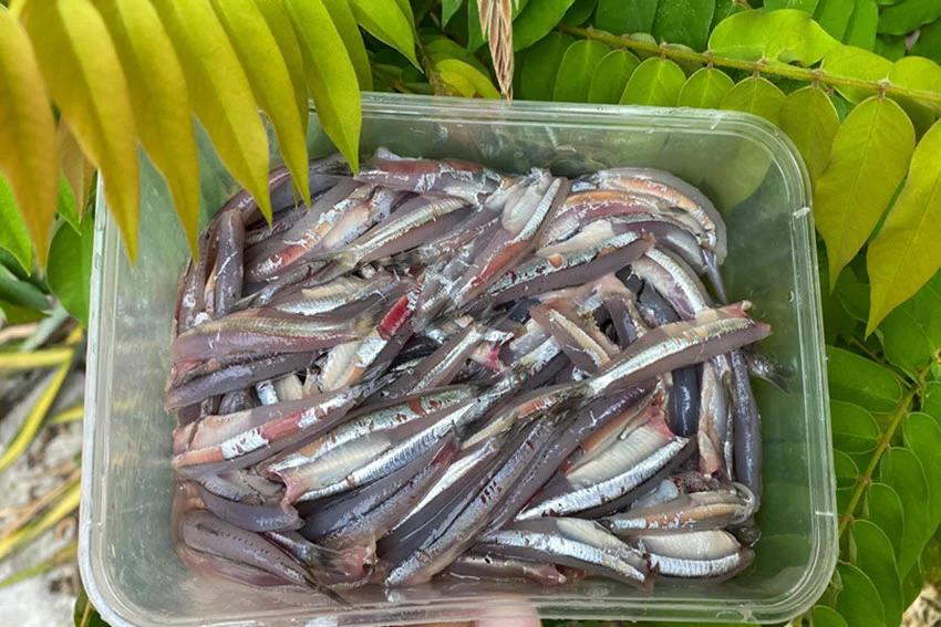 Top-down view of fresh raw Anchovies bait in a plastic box, held in the angler's hand above beachside green vegetation.
