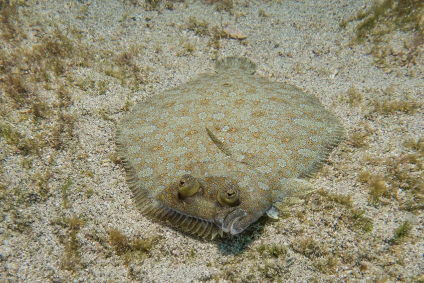 A yellow-white Flounder perfectly camouflaged against the sandy seabed and yellow vegetation.