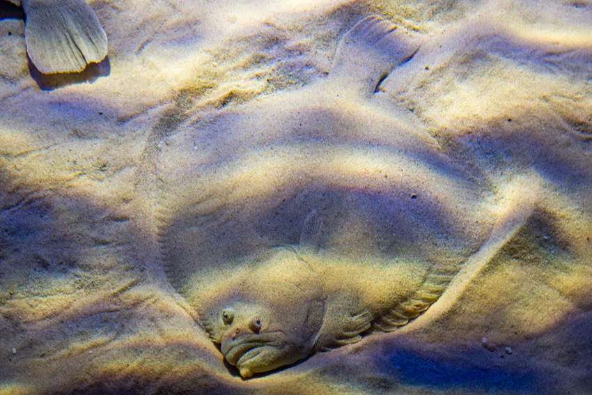 Close view of a Flounder hidden on a white sand ocean floor, perfectly camouflaged with the sand's pale color.