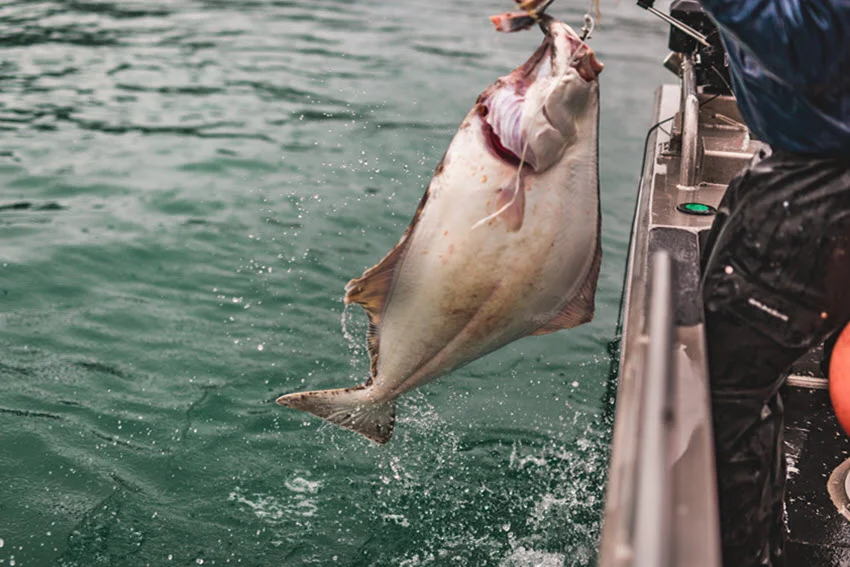 Flounder vs. Halibut: Comparison in Depth.