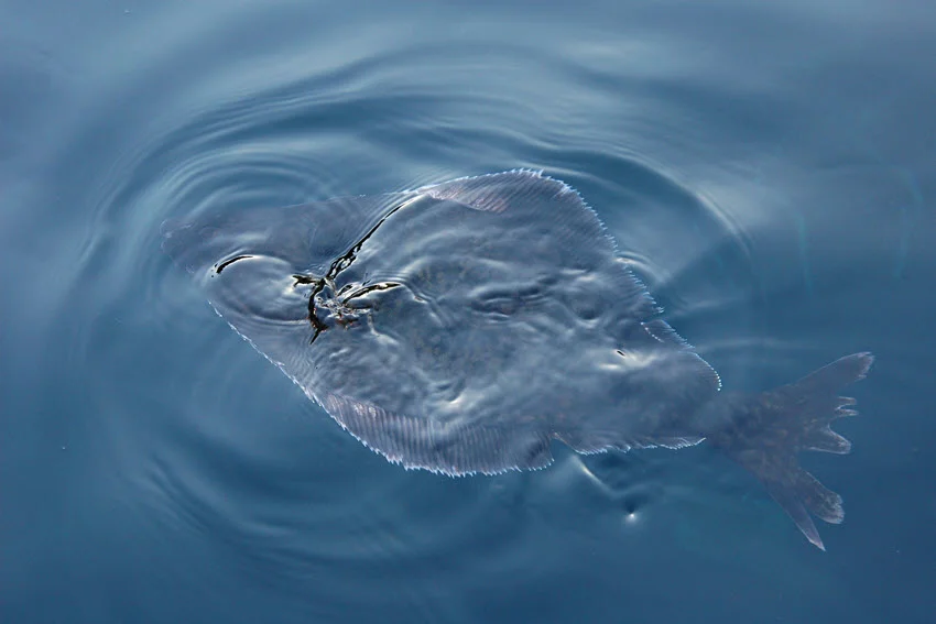 A huge Halibut swims just above the ocean surface, perfectly blending with the blue water color.