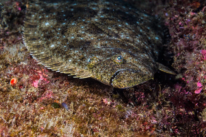 Giant Halibut with yellow, green, and blue spots lying on a coral reef in shades of pinkish-brown and yellow, perfectly camouflaged with its surroundings.
