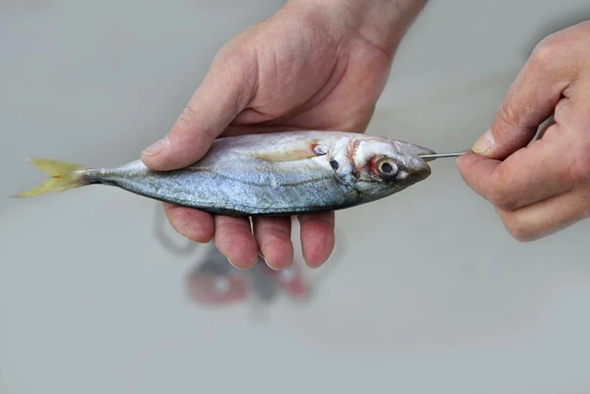 Focused shot of angler's hands placing live mackerel bait on a hook.