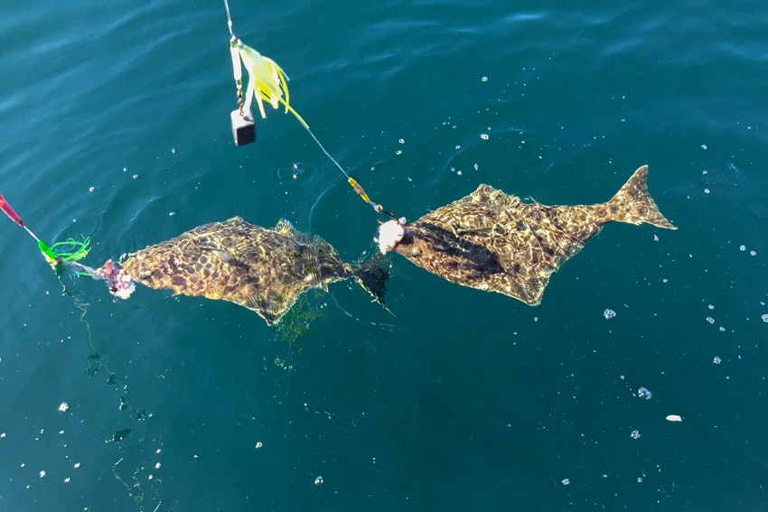Two small-sized Halibuts are held at the ocean surface, facing each other, with colorful lures attached, ready to be brought onto the boat.