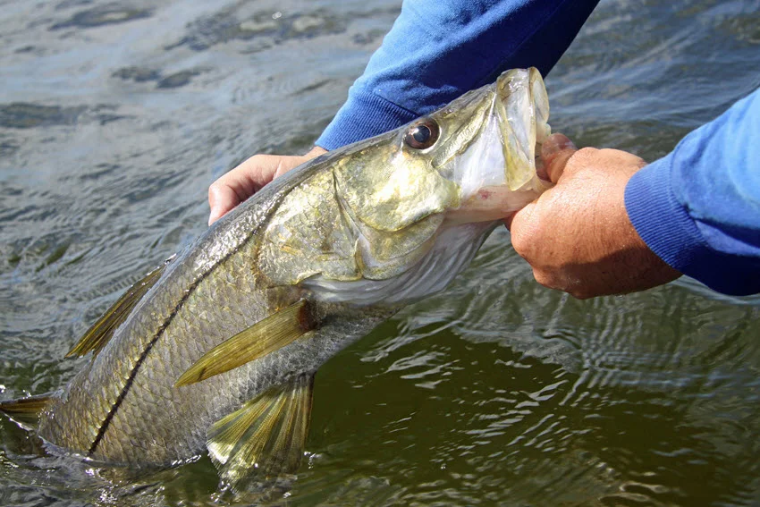 An angler holds a freshly caught Snook with its mouth open.