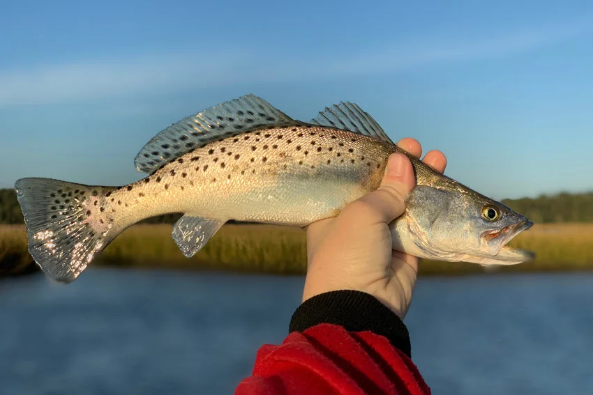 An angler holds a freshly caught Speckled Trout in his hand, displaying the fish's vibrant coloration and distinctive spots.