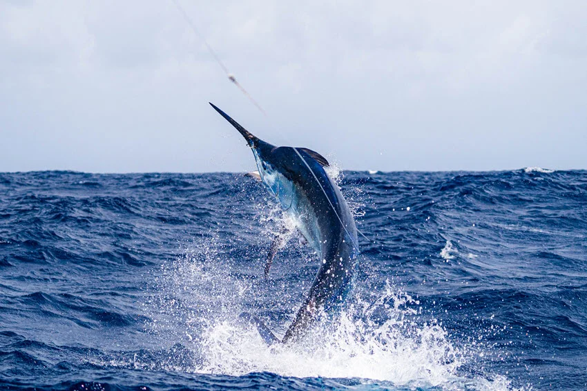 A giant Black Marlin leaps out of the water while heavy tackle fishing, showcasing its impressive size.