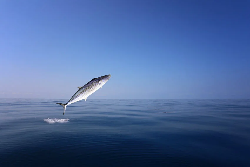 A King Mackerel leaps out of the sea, its sleek body arcing through the air, capturing the excitement of the catch.