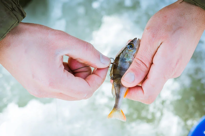 Close-up shot of live bait on a hook in a fisherman’s hand during winter fishing, highlighting the details of the bait and the fisherman's grip