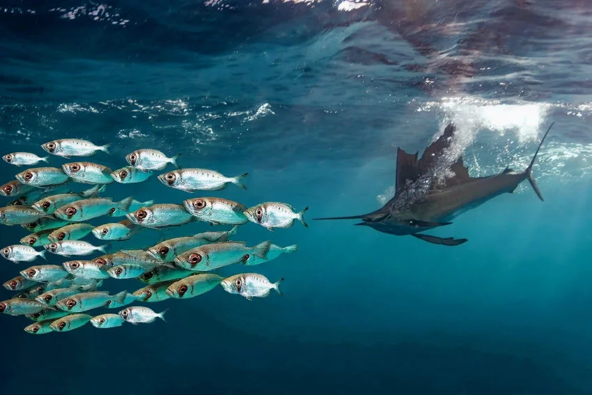 A close-up of a Sailfish, known as the fastest swimming fish, aggressively pursuing a school of fish, showcasing its vibrant colors and dynamic motion.