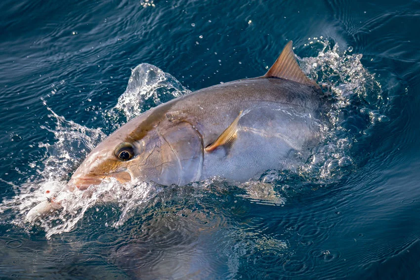 A fabulous Amberjack fish swimming on the surface of a clear body of water.