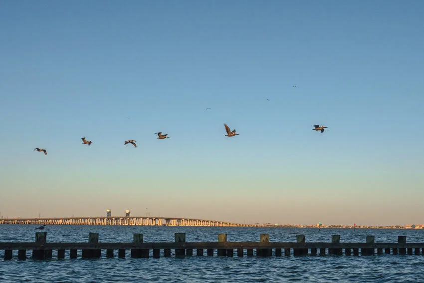 Seagulls flying above the fishing pier in West Bay, with the bridge in the background.