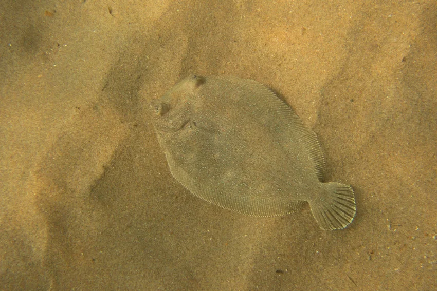 Top-down view of a Flounder perfectly blended with the sandy ocean bottom.