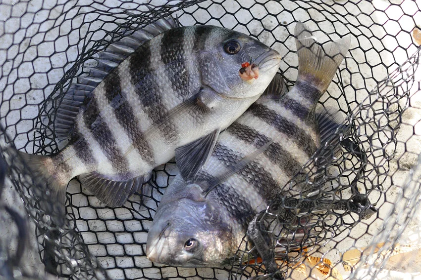 Freshly caught two Sheepshead in a saltwater fishing net placed on the boat deck.