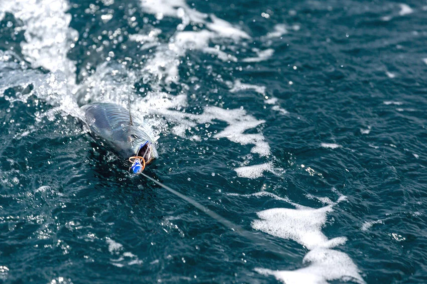 Focused view of a King Mackerel hooked on trolling bait and dragged across the ocean surface.