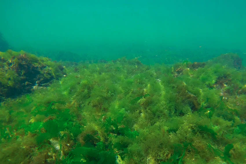 Underwater view of the ocean bottom covered with green algae.