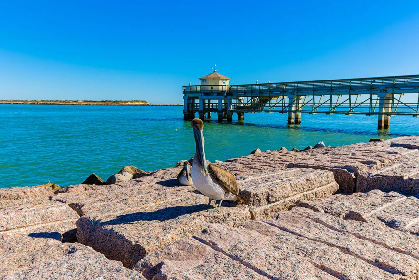 A Brown Pelican standing on a seawall near the wooden pier in Seawolf Park.