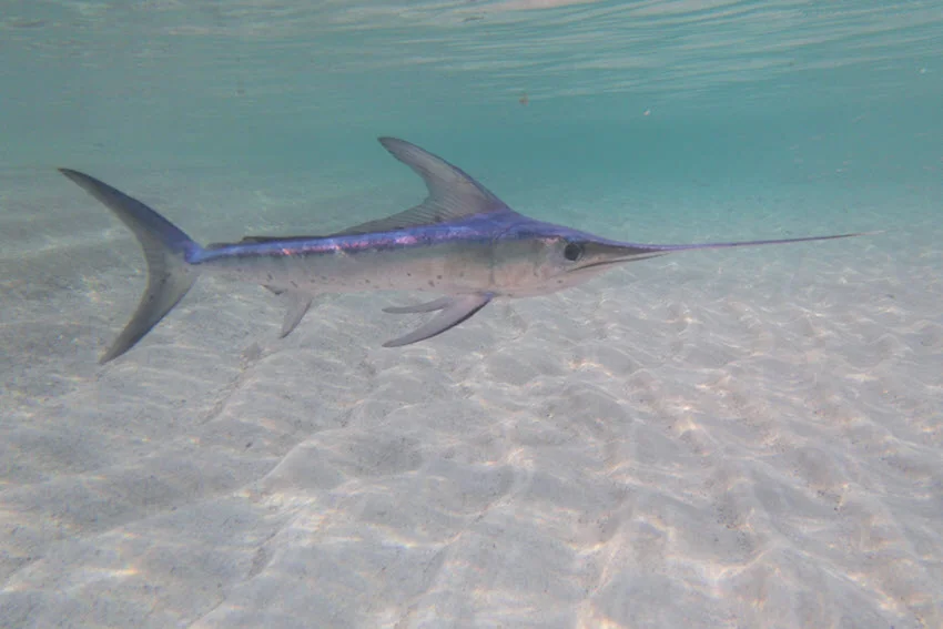 Swordfish swims in clear water close to the sandy ocean bottom.