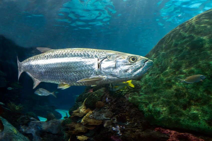 A mighty Tarpon swims in the ocean, close to underwater structures.