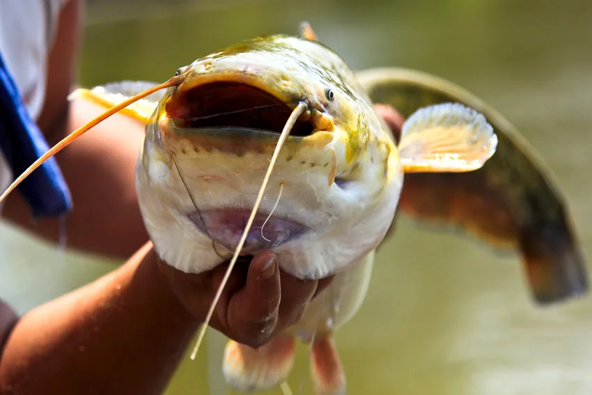  A close shot of an angler holding a freshly caught Catfish, highlighting the details of the fish.